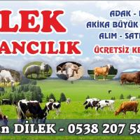 DİLEK ADAKLIK KURBANLIK HAYVAN SATIŞI ZONGULDAK